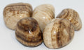 Aragonite - Tumbled | Tumbled Gemstone | Wiccan Center