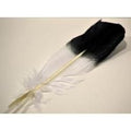 Eagle Feather - 10-12" (Imitation) | Feathers | Wiccan Center