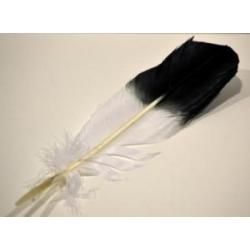 Eagle Feather - 10-12" (Imitation) | Feathers | Wiccan Center