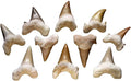 Shark Teeth (1.5") | Ritual | Wiccan Center