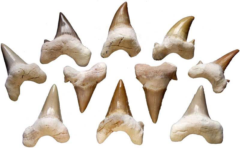 Shark Teeth (1.5") | Ritual | Wiccan Center
