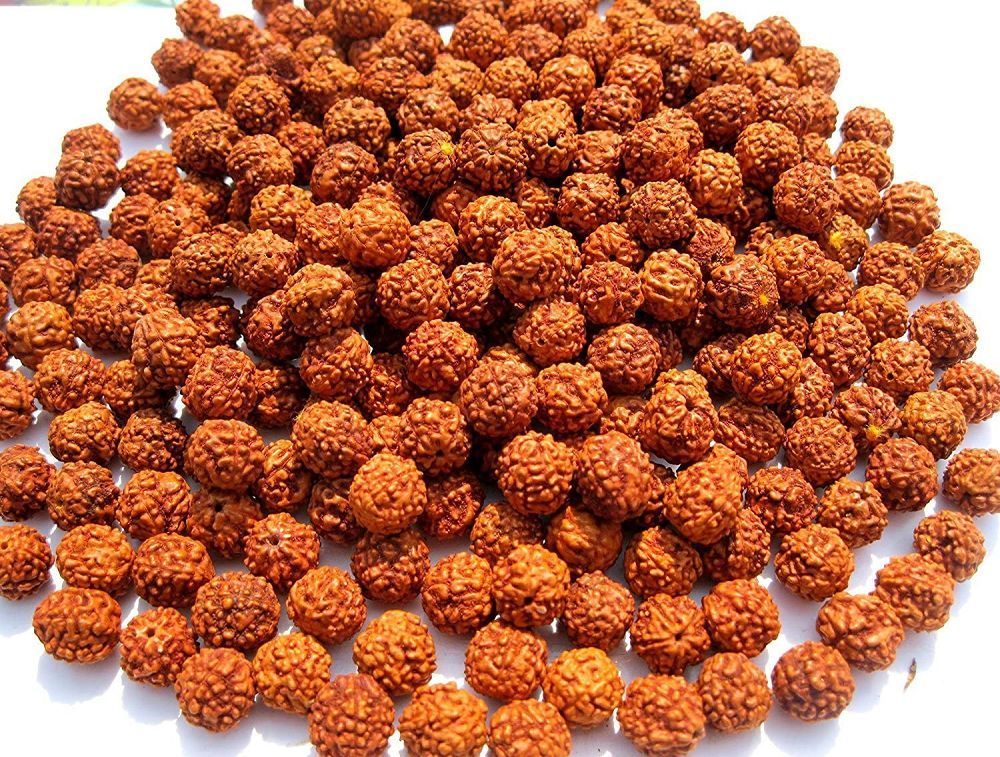Rudraksha Bead 5-Pack | Beads | Wiccan Center