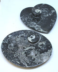 Goniatites Dish | HomeDécor | Wiccan Center
