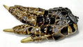 Alligator Foot small | Ritual | Wiccan Center