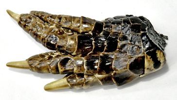 Alligator Foot small | Ritual | Wiccan Center