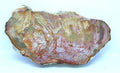 Petrified Wood Slice - Small | Gemstone | Wiccan Center