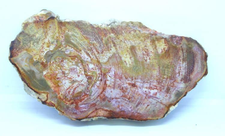 Petrified Wood Slice - Small | Gemstone | Wiccan Center