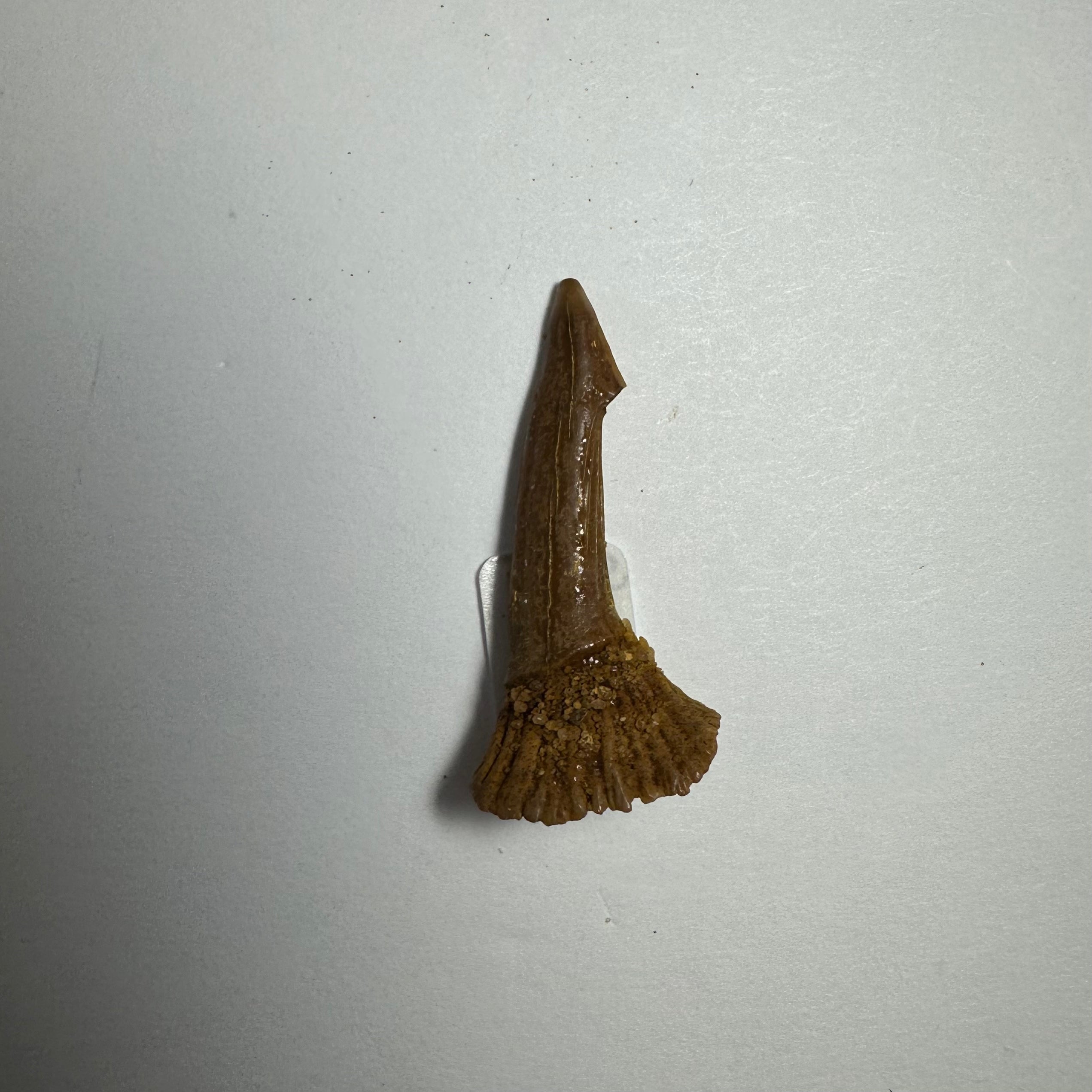 Onchopristis Barb/Tooth (SM) from Morocco | Fossils | Wiccan Center