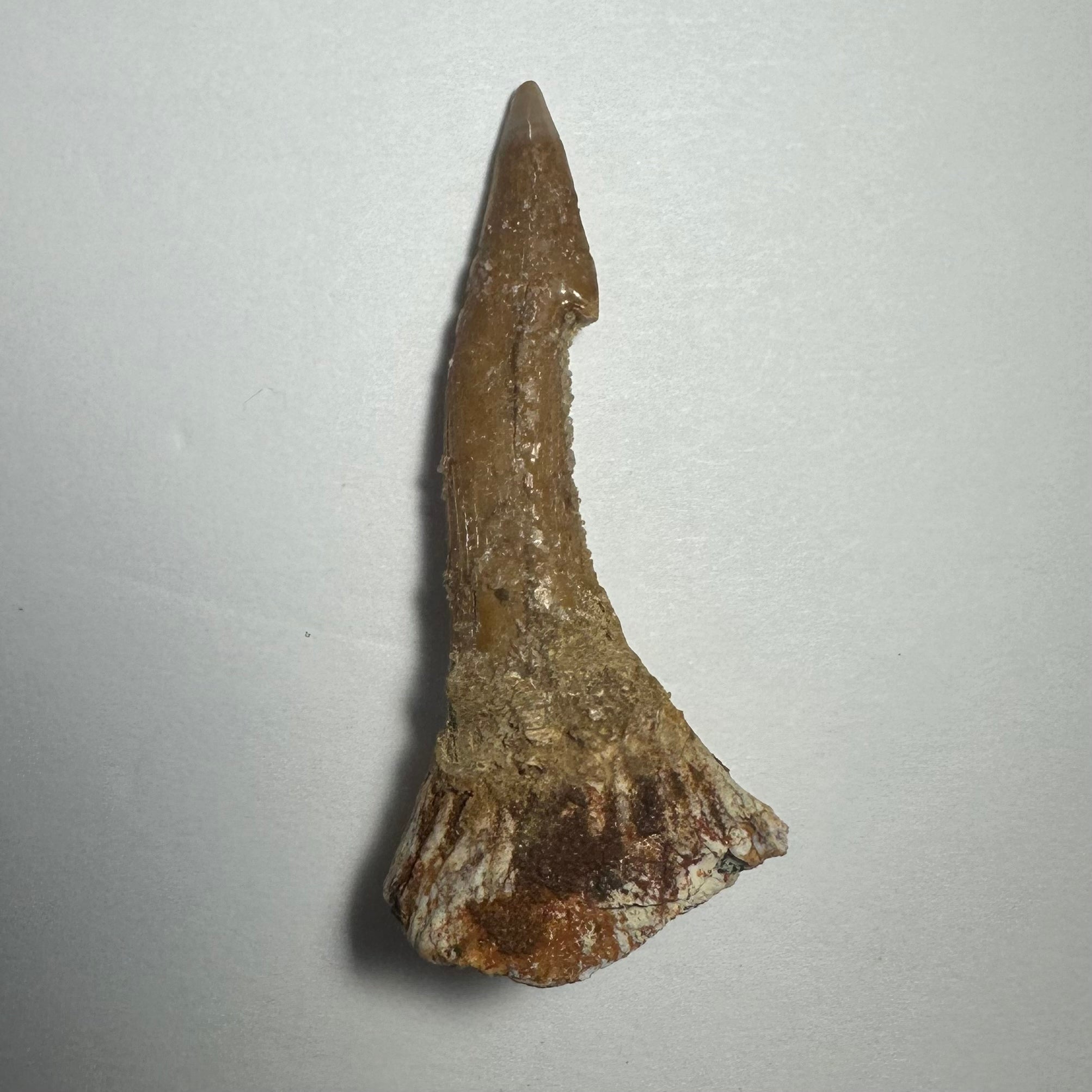 Onchopristis Barb/Tooth (MD) | Fossils | Wiccan Center