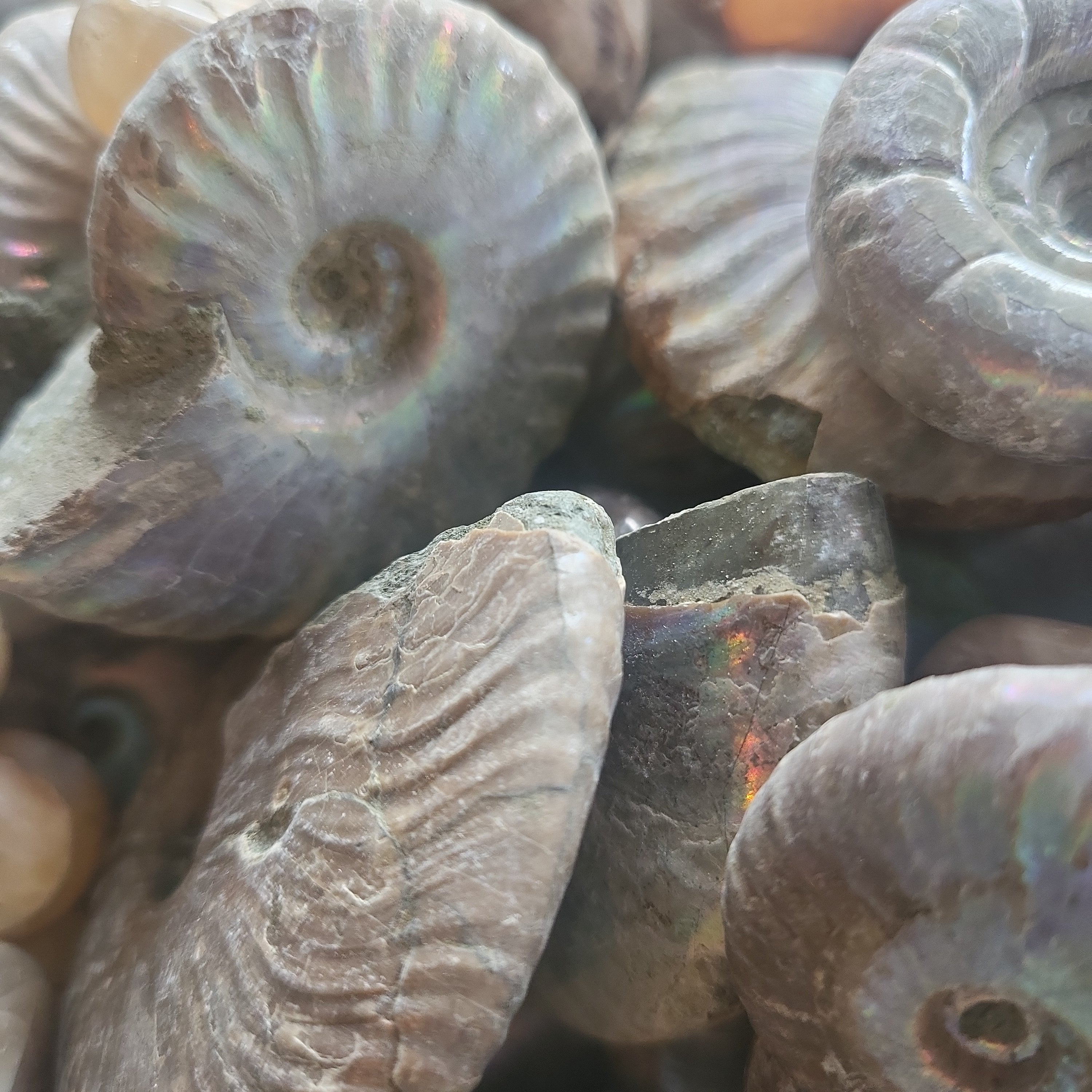 Blue Iridescent Ammonite | | Wiccan Center