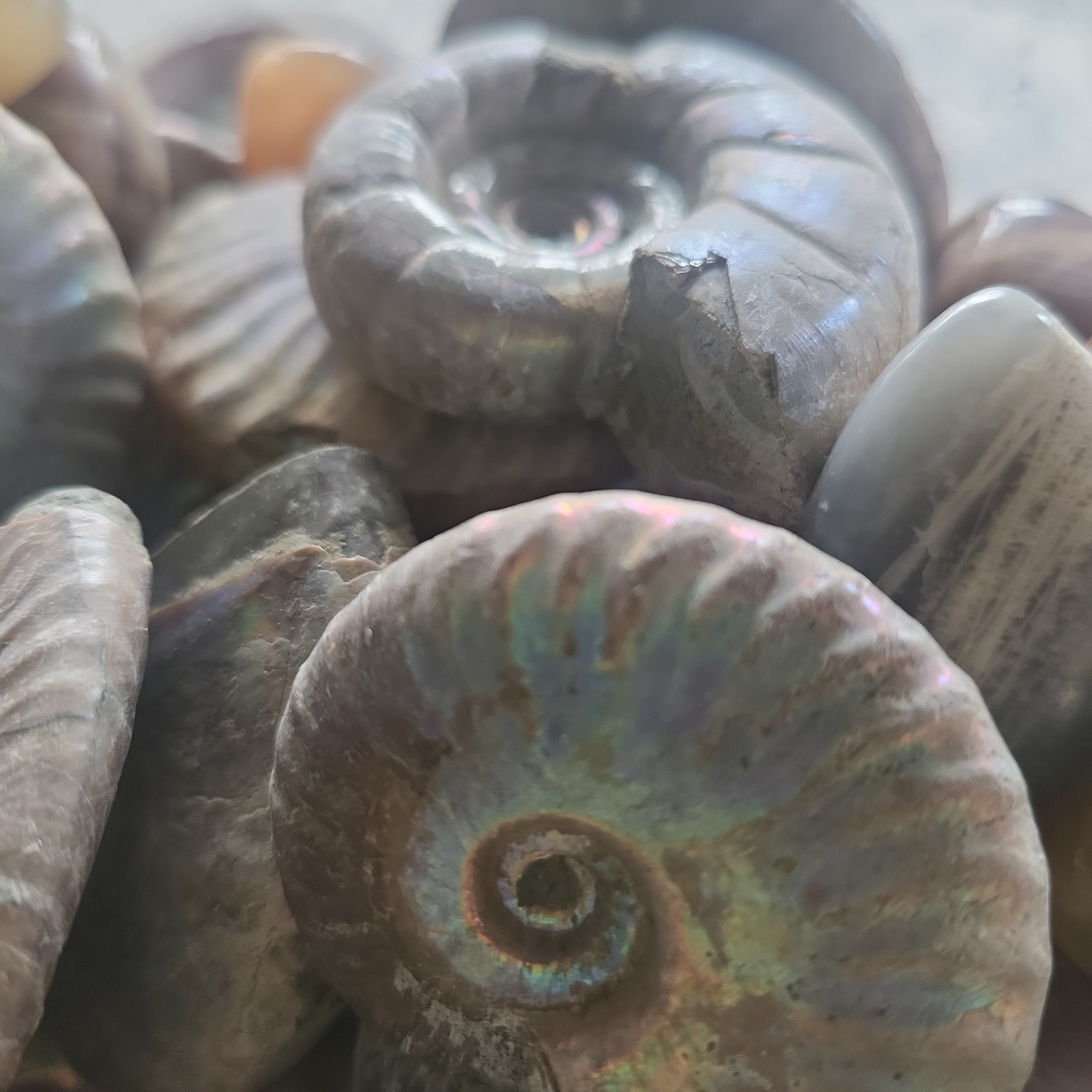 Blue Iridescent Ammonite | | Wiccan Center