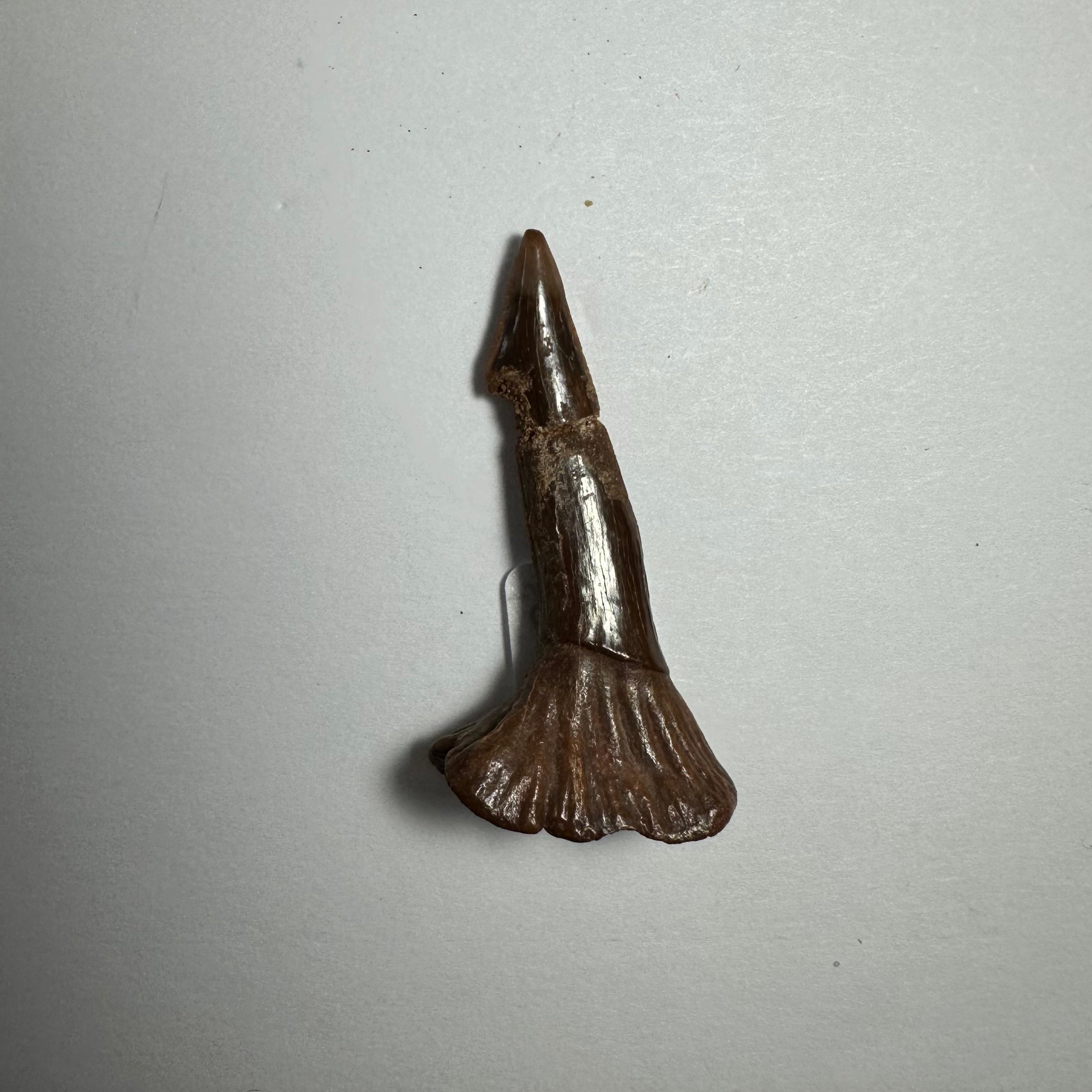 Onchopristis Barb/Tooth (SM) from Morocco | Fossils | Wiccan Center