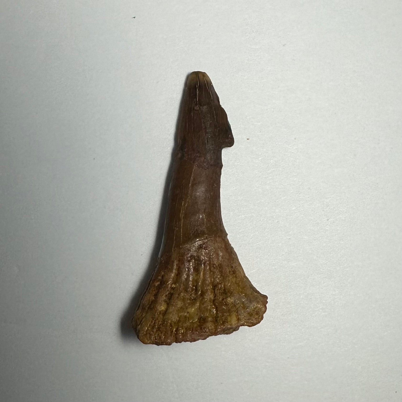 Onchopristis Barb/Tooth (MD) | Fossils | Wiccan Center