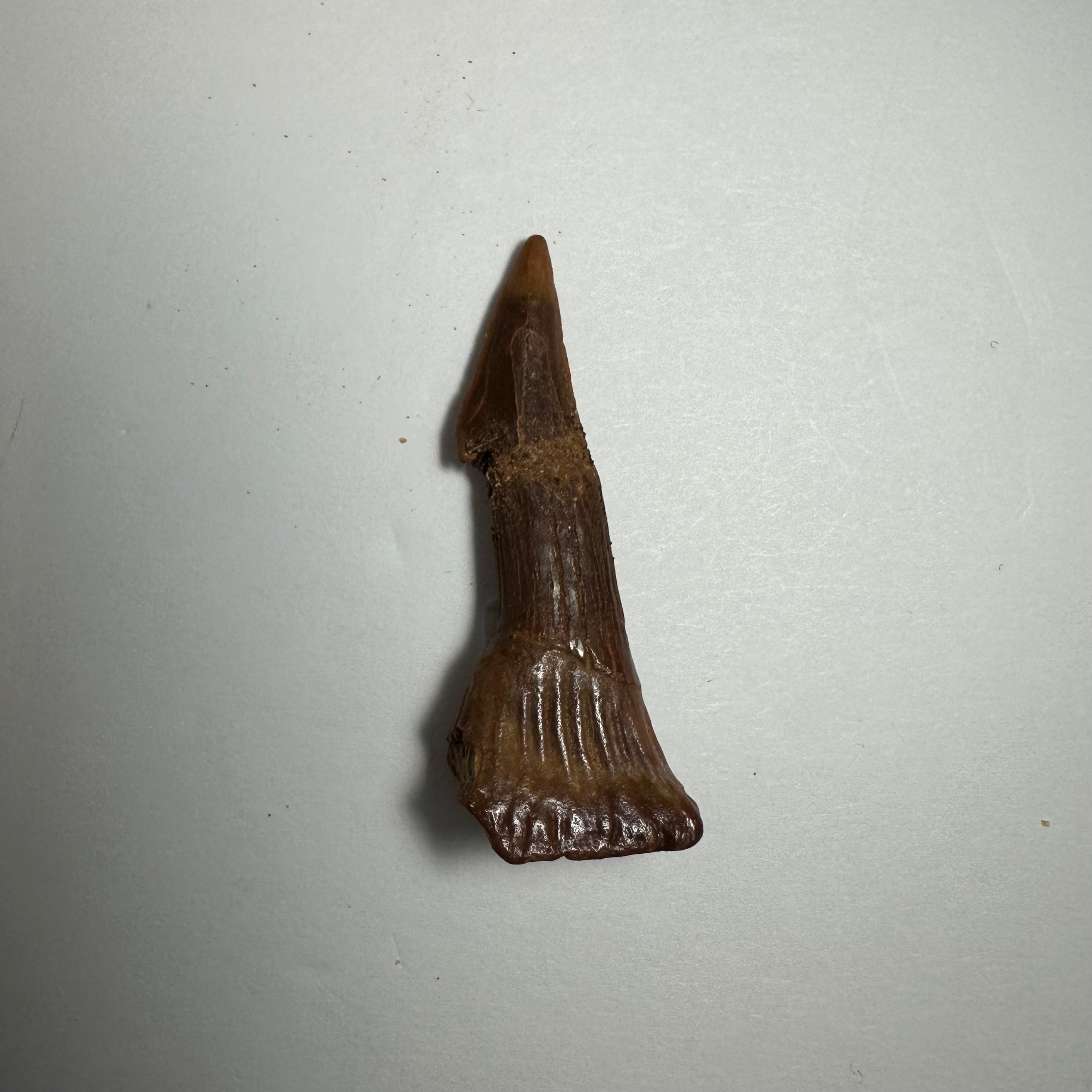 Onchopristis Barb/Tooth (SM) from Morocco | Fossils | Wiccan Center