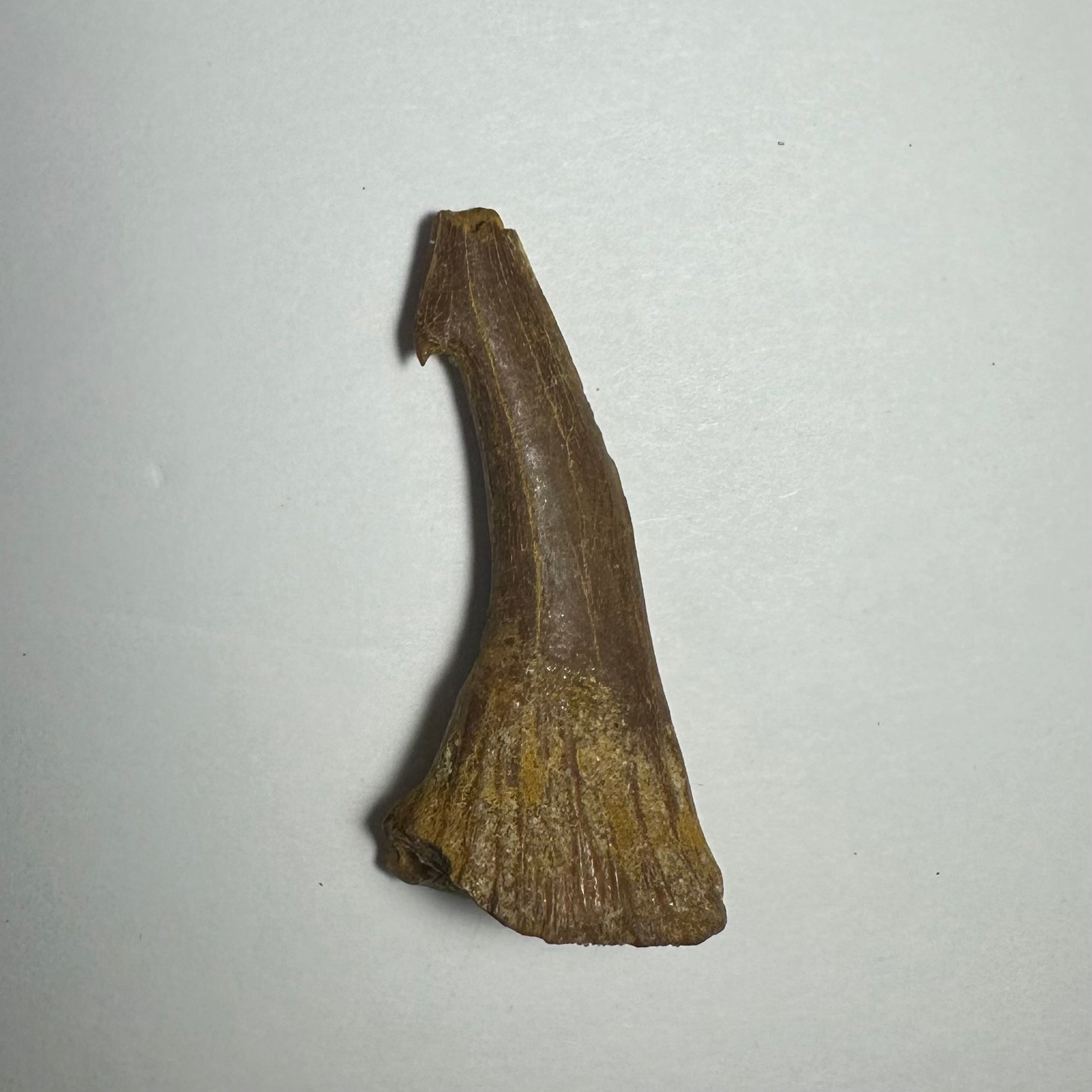 Onchopristis Barb/Tooth (MD) | Fossils | Wiccan Center