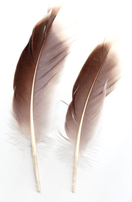 Natural Gray Goose Feather | Feathers | Wiccan Center