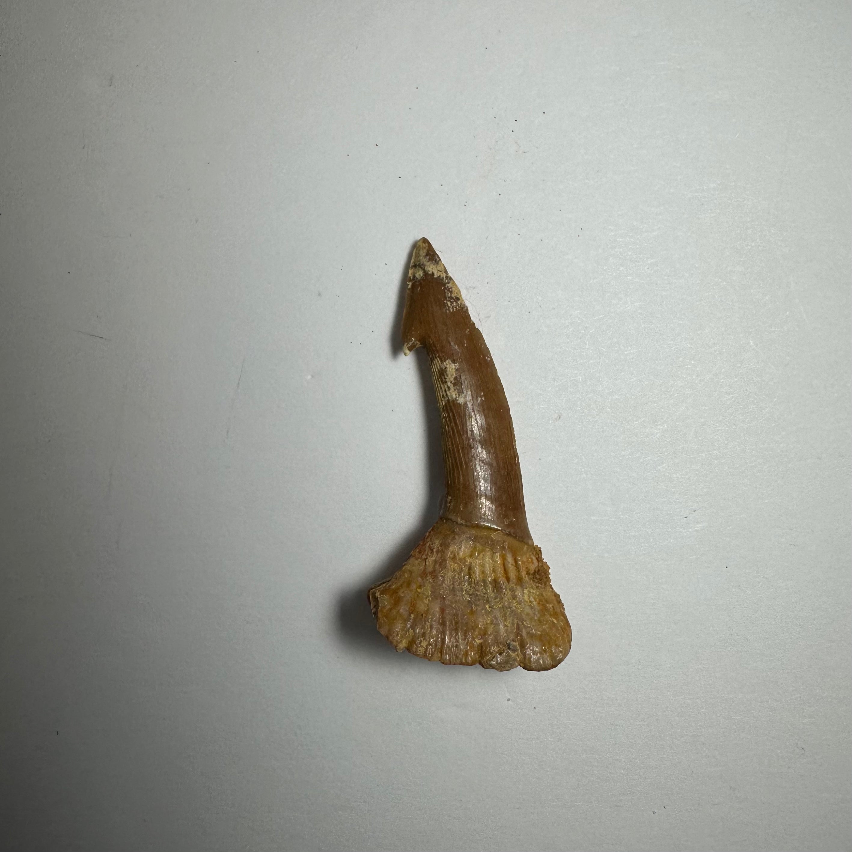 Onchopristis Barb/Tooth (SM) from Morocco | Fossils | Wiccan Center