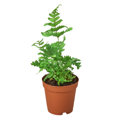 'Autumn' Fern | Indoor Plants | Wiccan Center