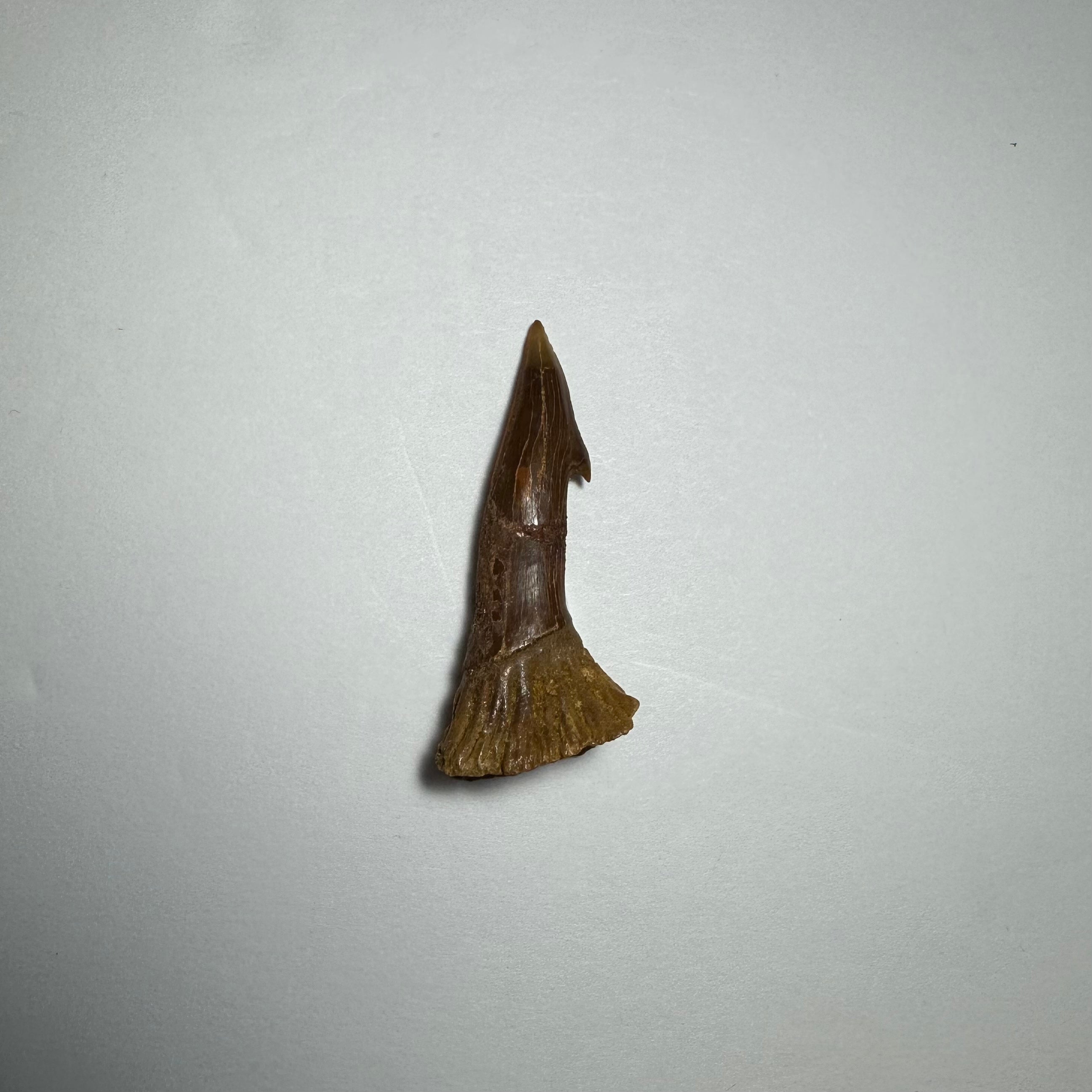 Onchopristis Barb/Tooth (SM) from Morocco | Fossils | Wiccan Center
