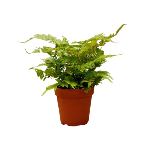 1 Pet Friendly Monthly Subscription Box | 4" Plant | Wiccan Center