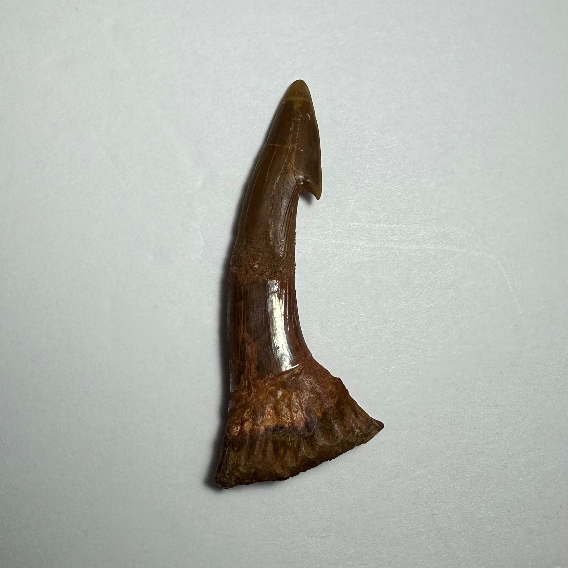 Onchopristis Barb/Tooth (MD) | Fossils | Wiccan Center