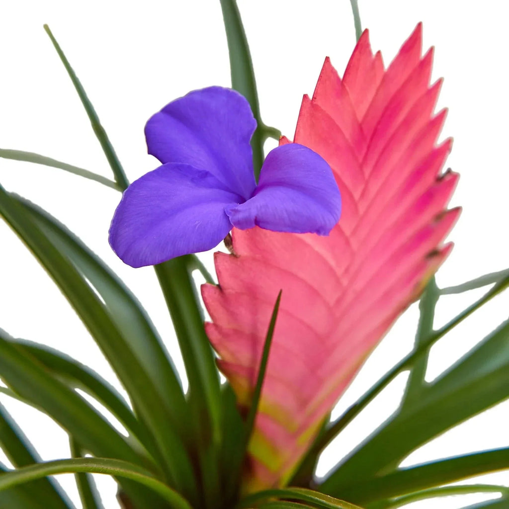 Bromeliad Cyanea 'Pink Quill' | Default | Wiccan Center
