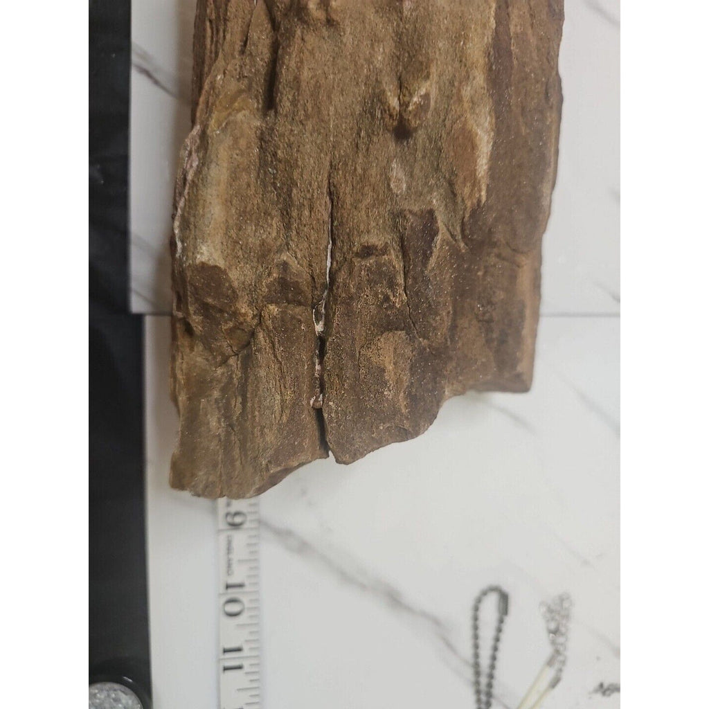 Texas Petrified Wood Raw Mineral Specimen with Stand — Grounding & Ancient Earth Energy | CrystalCloud Company