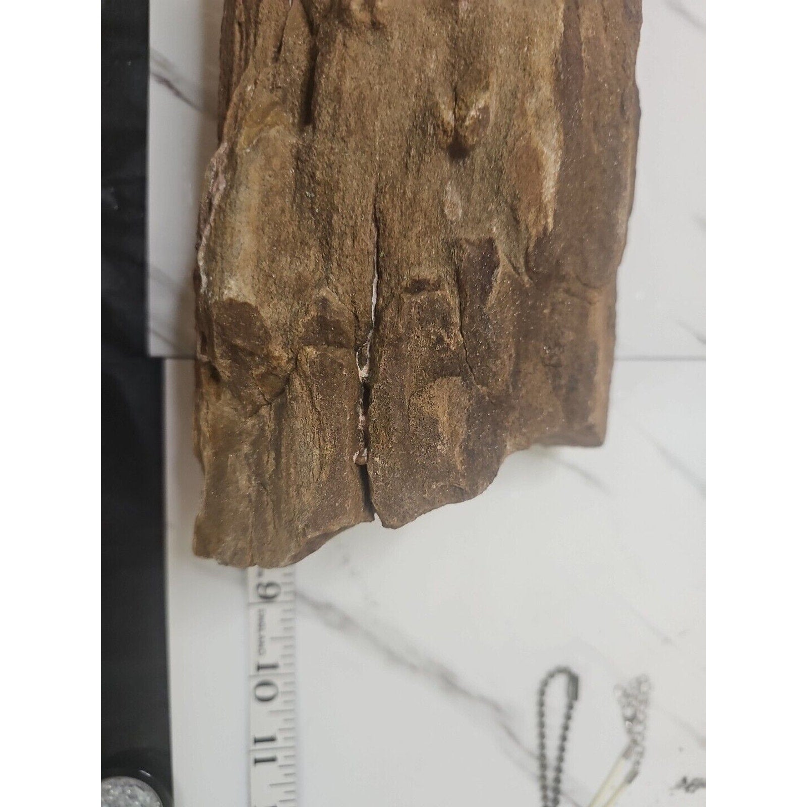Texas Petrified Wood Raw Mineral Specimen with Stand — Grounding & Ancient Earth Energy | CrystalCloud Company