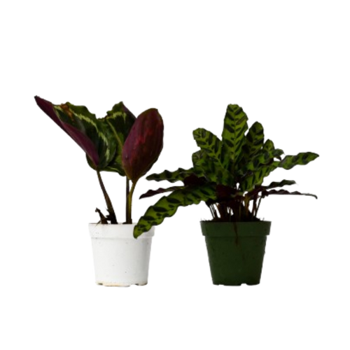 2 Calathea Plants Variety Pack in 4" Pots | 4" Plant (2pk/$2) ($10 Ship/31oz) | Wiccan Center
