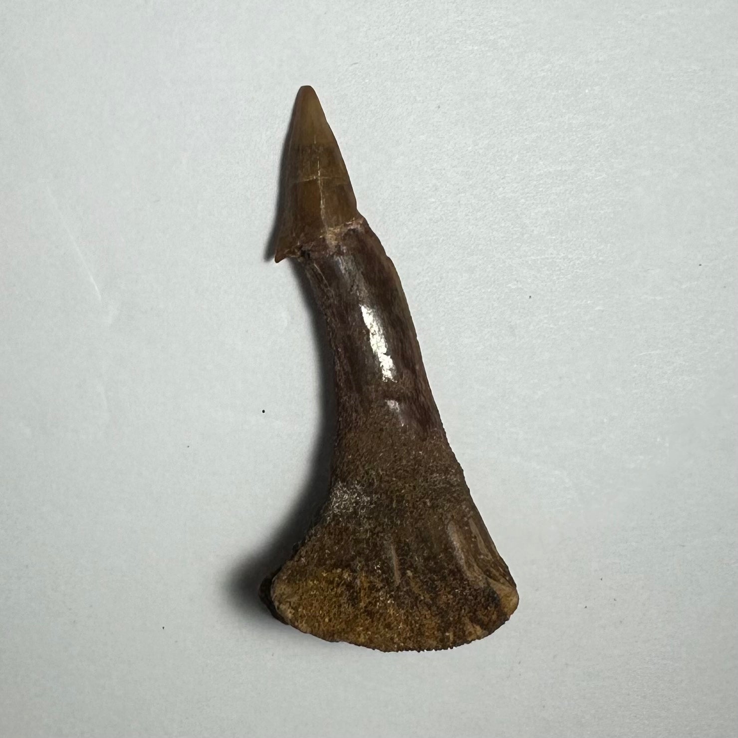 Onchopristis Barb/Tooth (MD) | Fossils | Wiccan Center