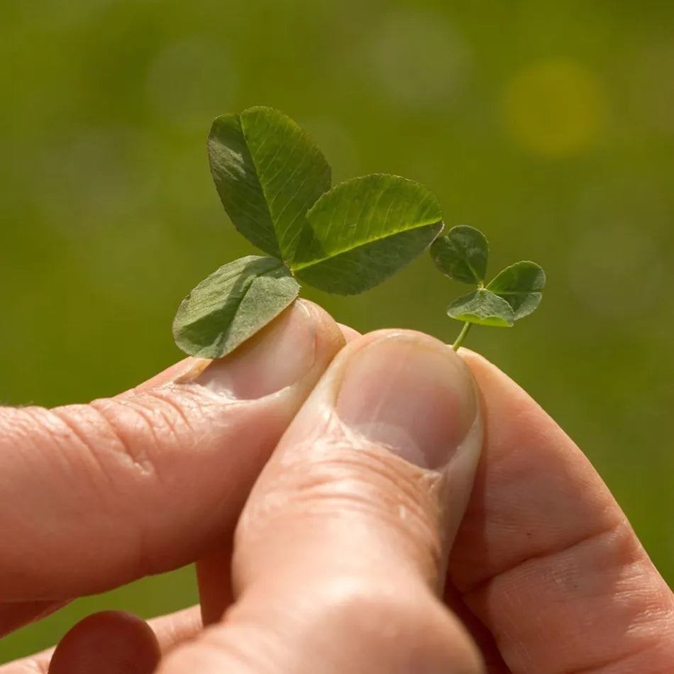 Microclover Natural Alternative Lawn Seed | | Wiccan Center