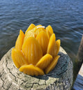 Lotus Bud