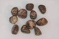 Green Leopardskin Jasper Tumbled Pocket Stone | Jasper | Wiccan Center