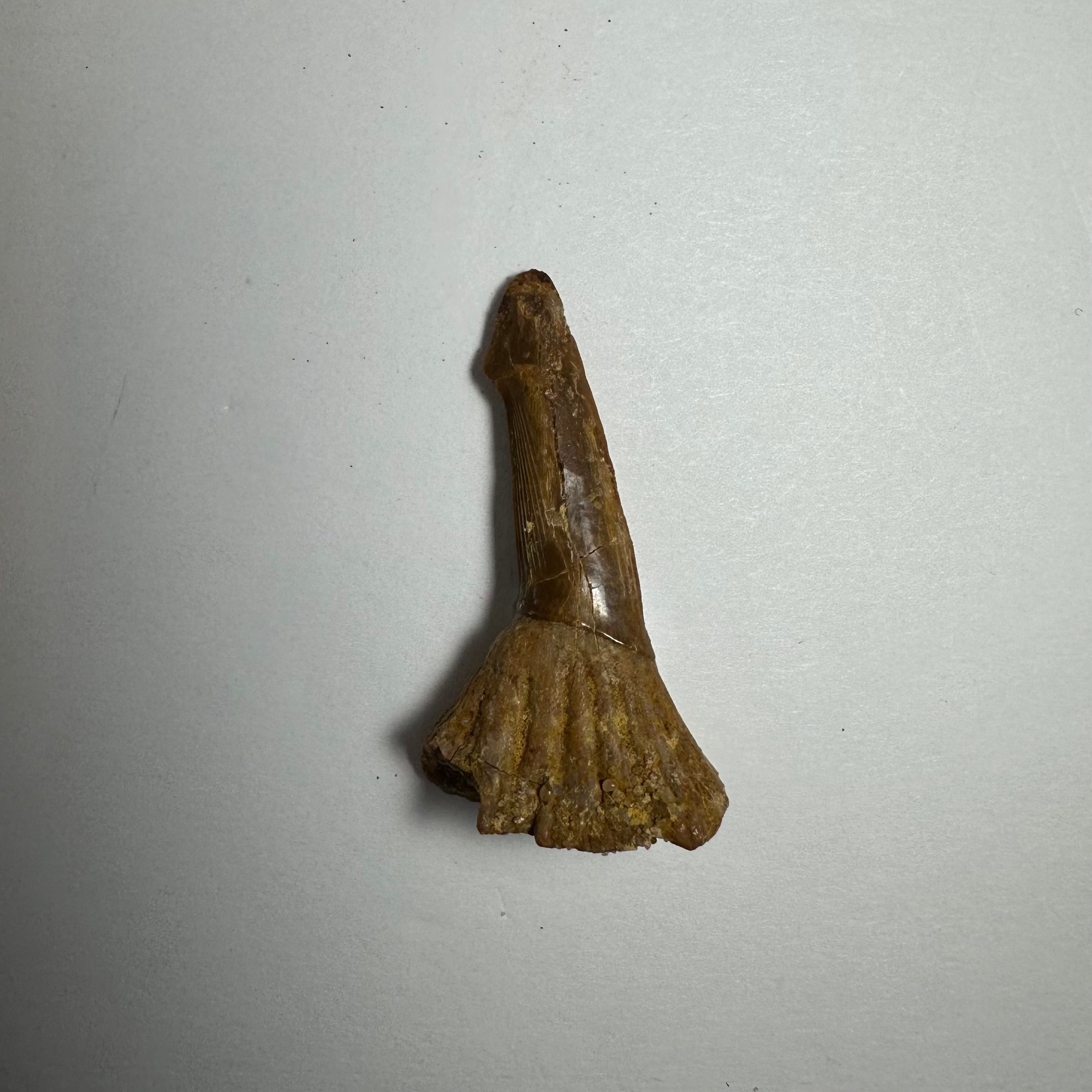 Onchopristis Barb/Tooth (SM) from Morocco | Fossils | Wiccan Center