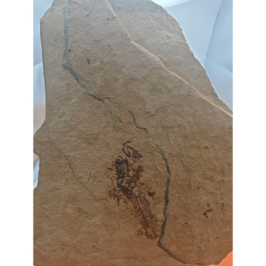 6lbs Fish fossil plate W/stand