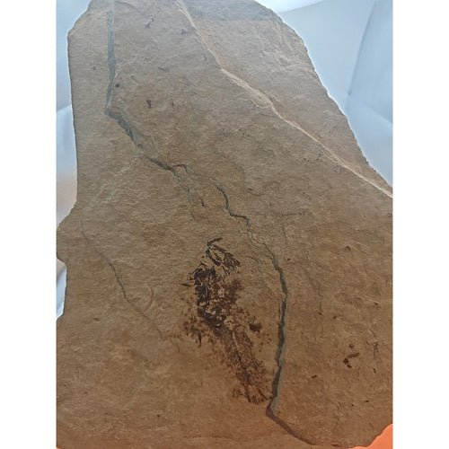 6lbs Fish fossil plate W/stand | Fossils & Rare Specimens | Wiccan Center