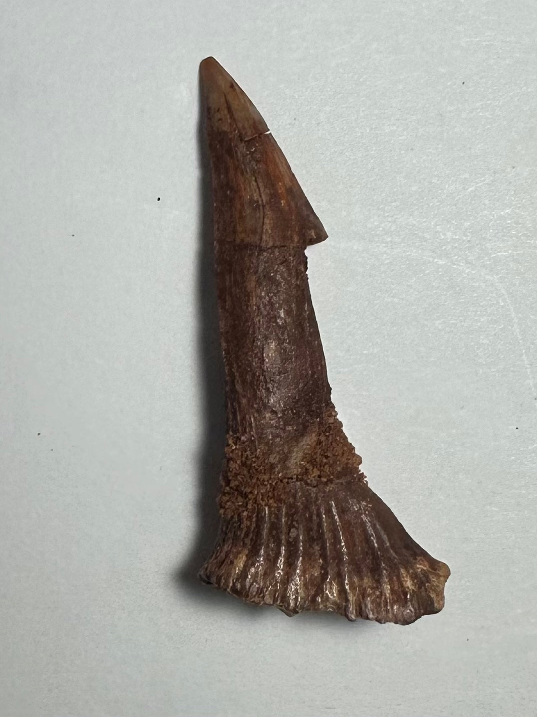 Onchopristis Barb/Tooth (MD) | Fossils | Wiccan Center