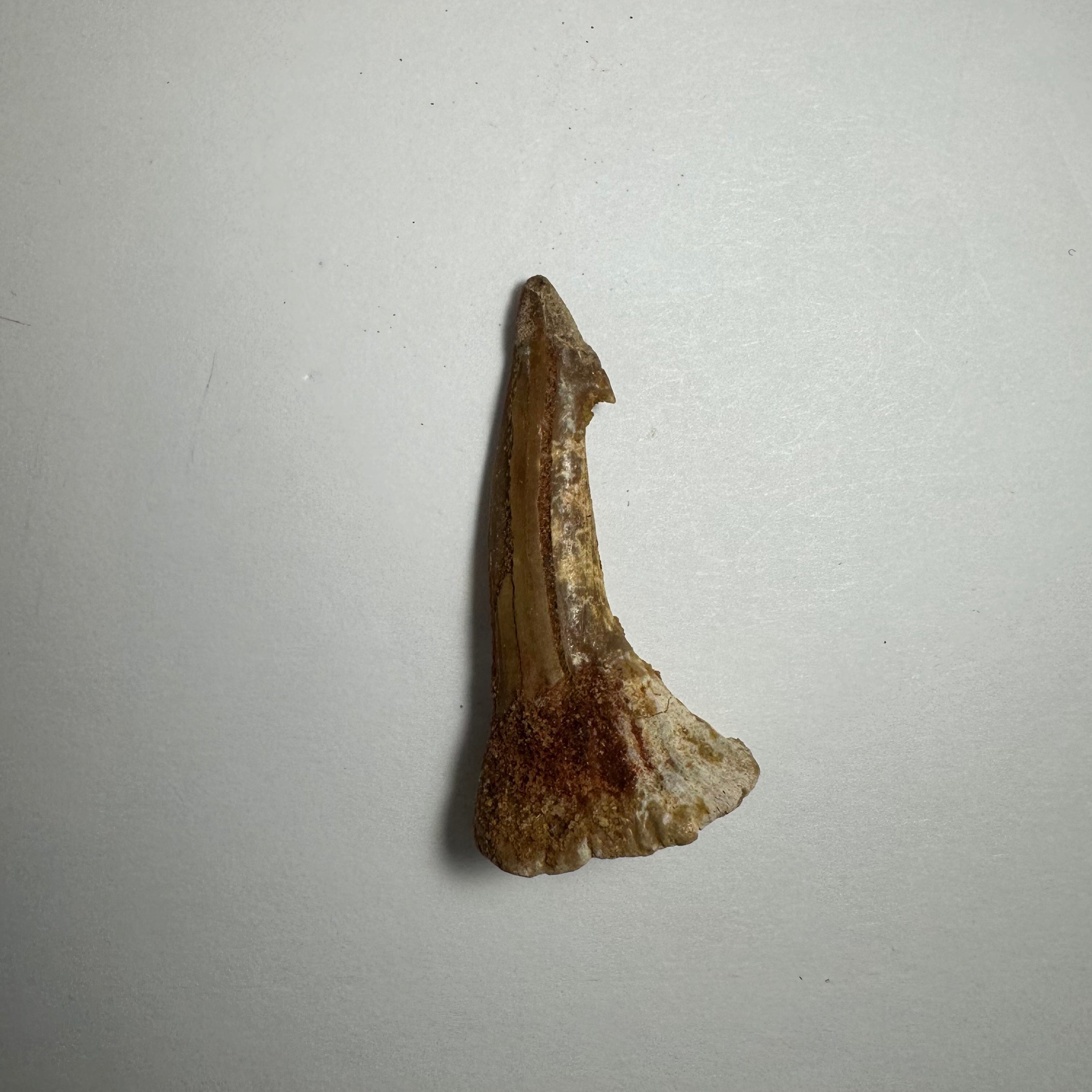 Onchopristis Barb/Tooth (SM) from Morocco | Fossils | Wiccan Center