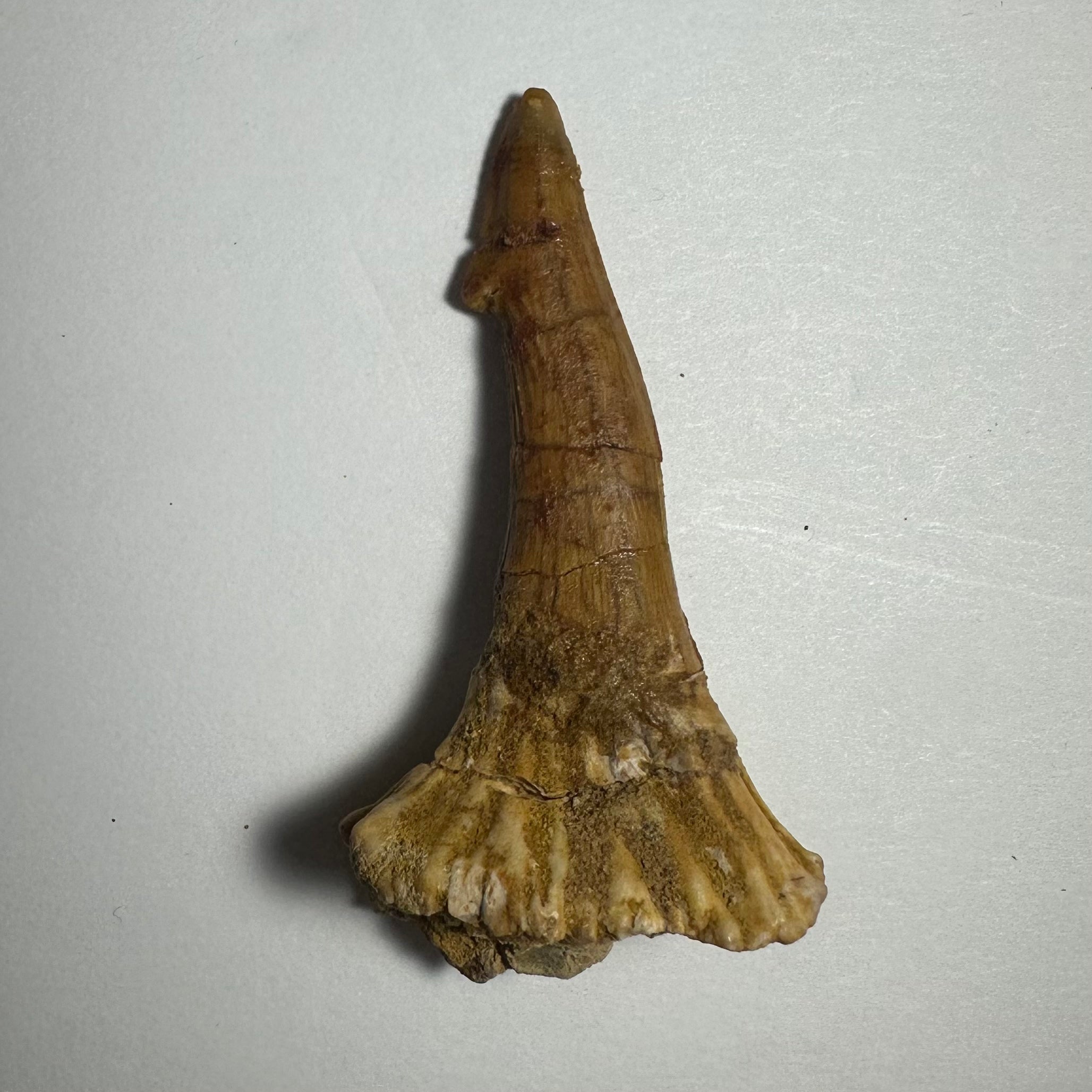Onchopristis Barb/Tooth (MD) | Fossils | Wiccan Center
