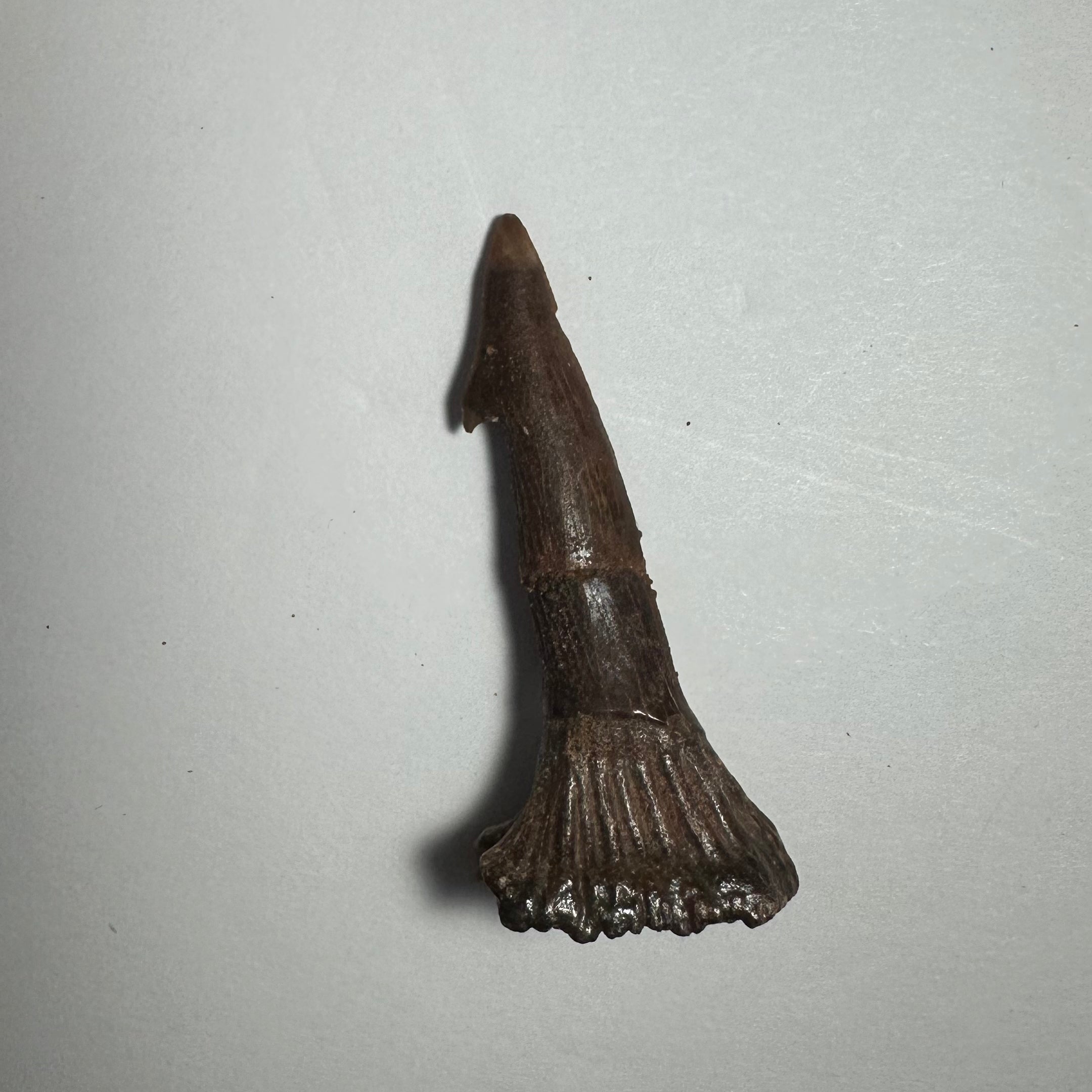 Onchopristis Barb/Tooth (MD) | Fossils | Wiccan Center