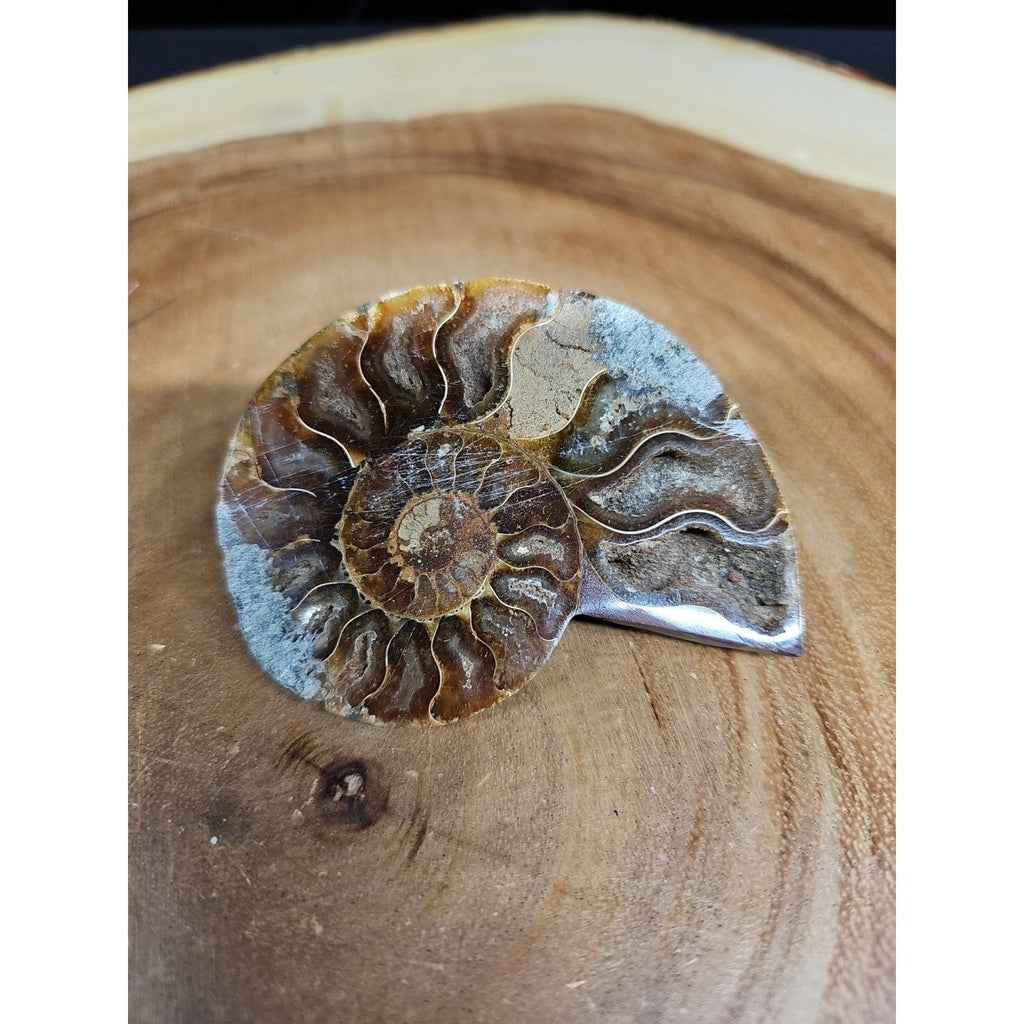 Ammonite Fossil Small 52g