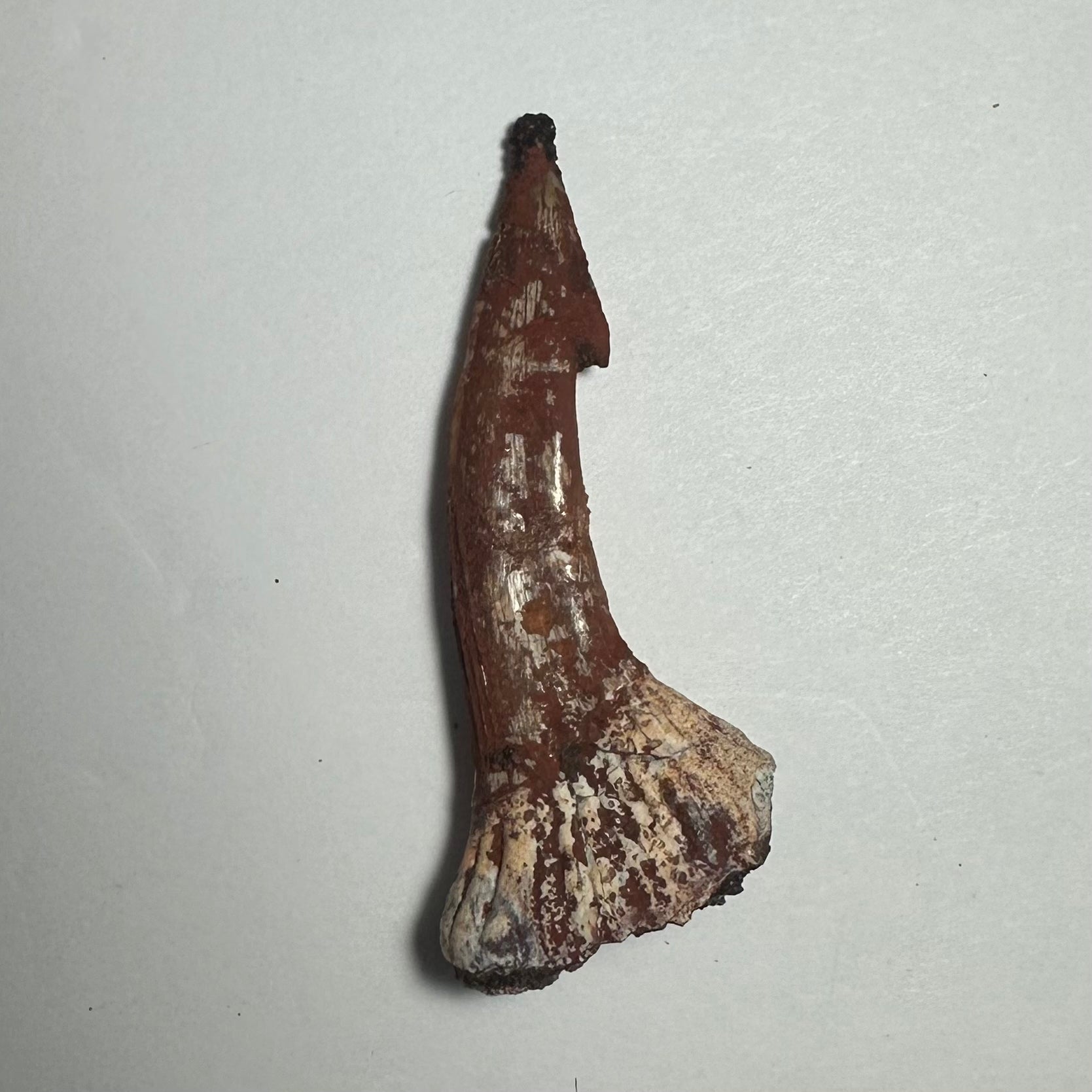 Onchopristis Barb/Tooth (MD) | Fossils | Wiccan Center