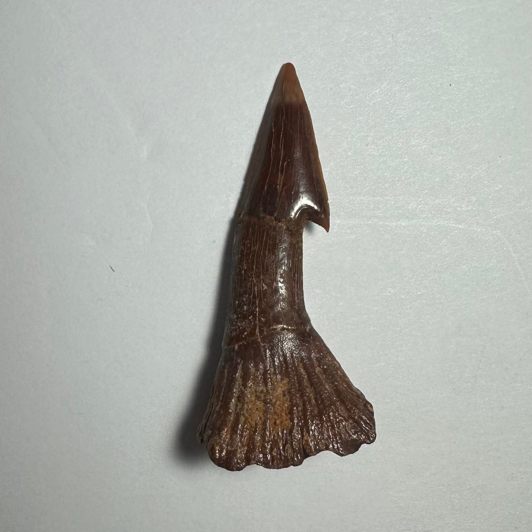 Onchopristis Barb/Tooth (MD) | Fossils | Wiccan Center