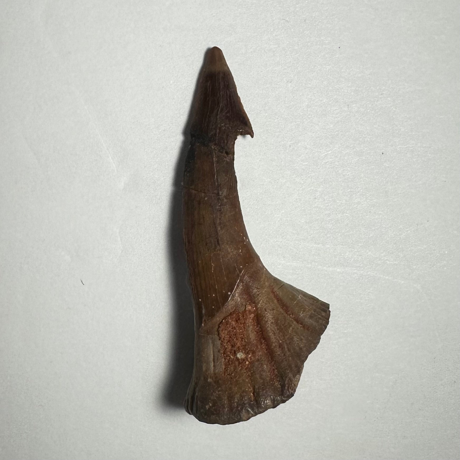 Onchopristis Barb/Tooth (MD) | Fossils | Wiccan Center