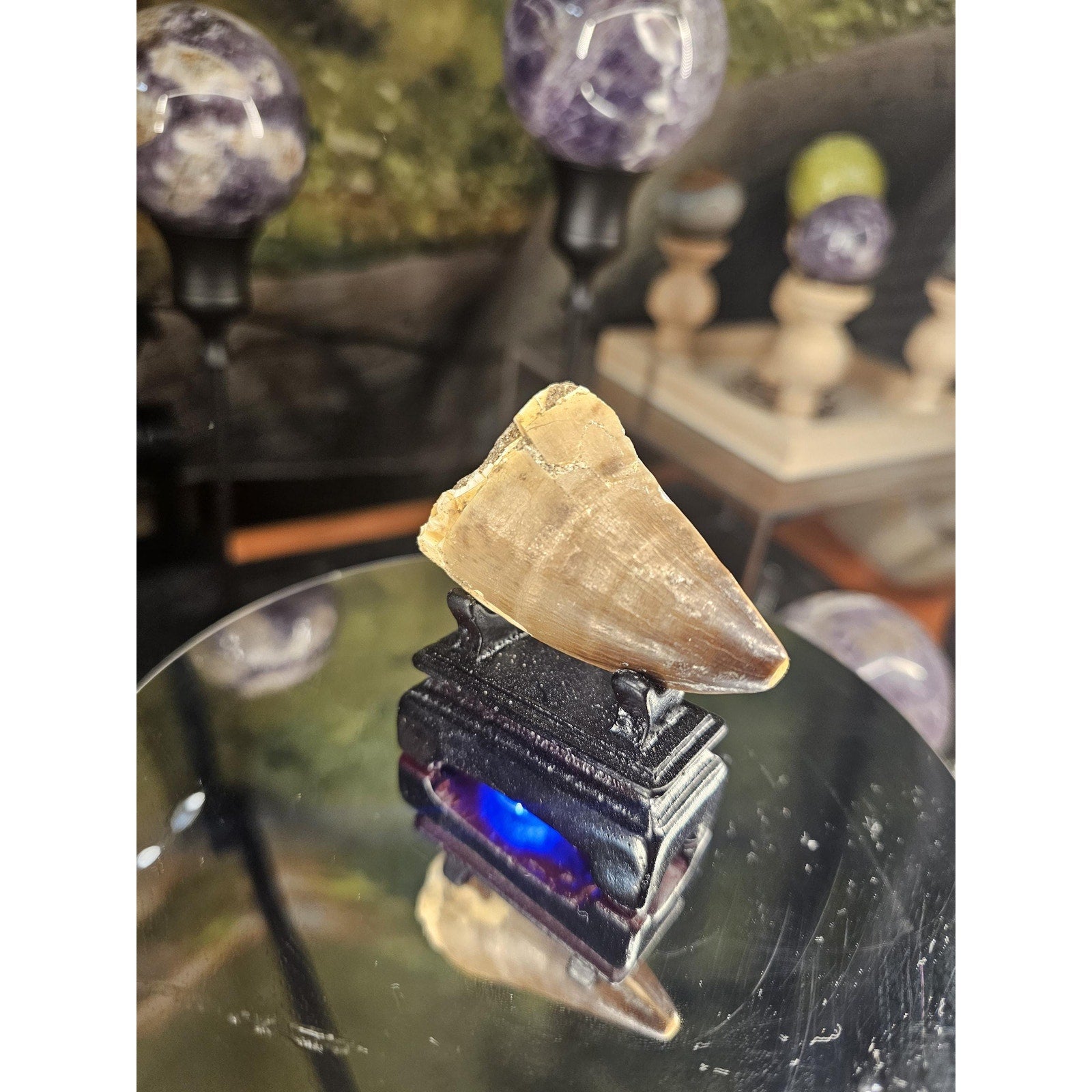 Mosasaurus Fossil Tooth