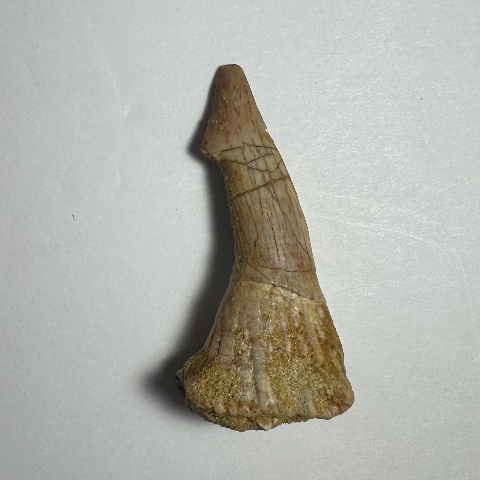 Onchopristis Barb/Tooth (MD) | Fossils | Wiccan Center