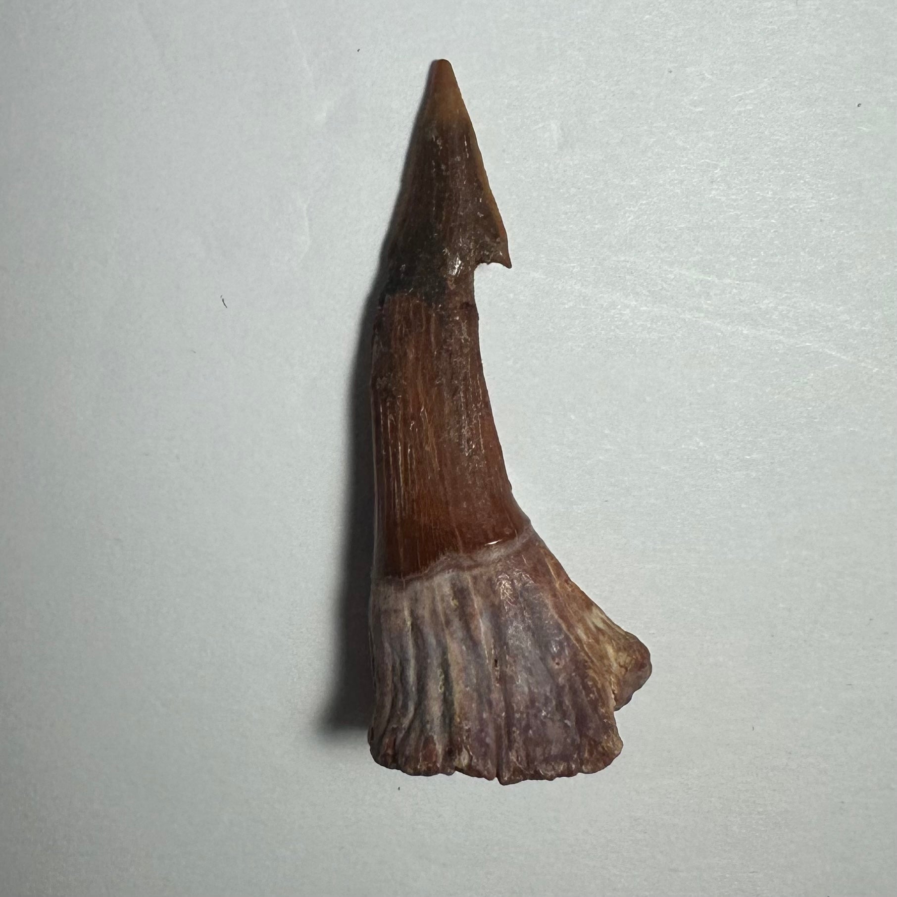 Onchopristis Barb/Tooth (MD) | Fossils | Wiccan Center