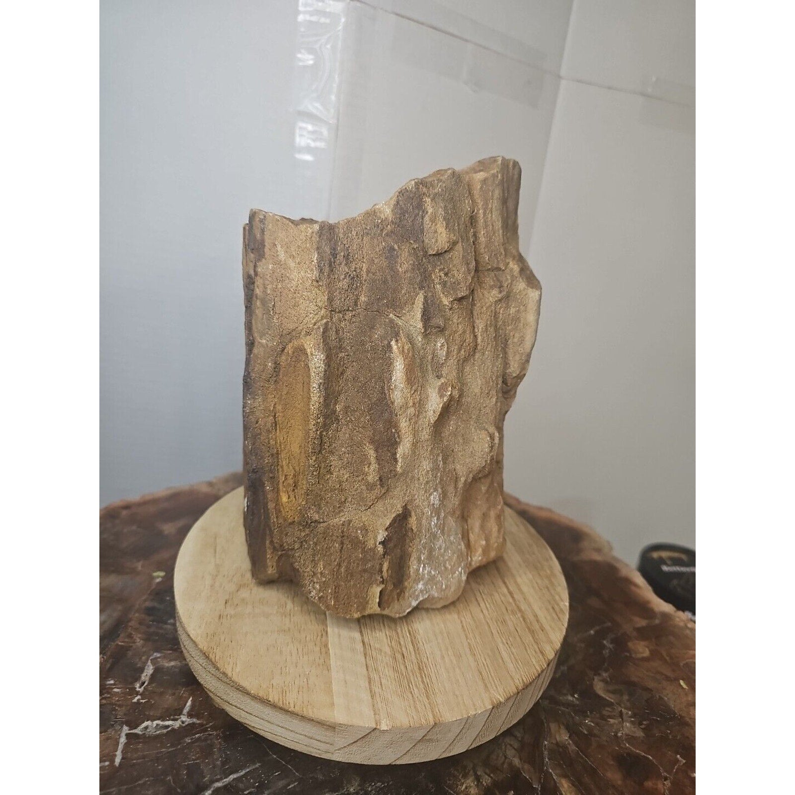Texas Petrified Wood Raw Mineral Specimen with Stand — Grounding & Ancient Earth Energy | CrystalCloud Company
