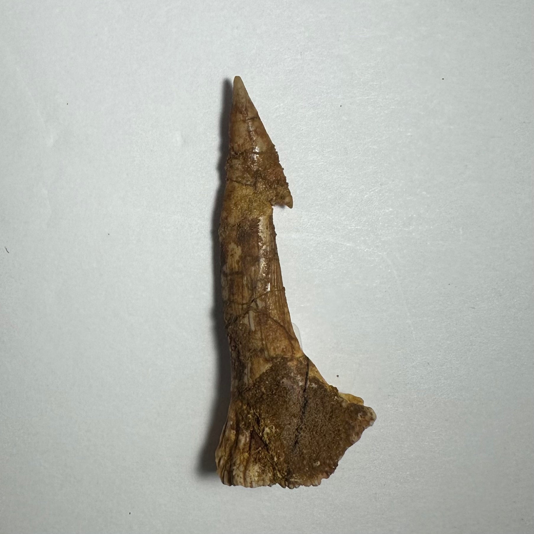 Onchopristis Barb/Tooth (MD) | Fossils | Wiccan Center