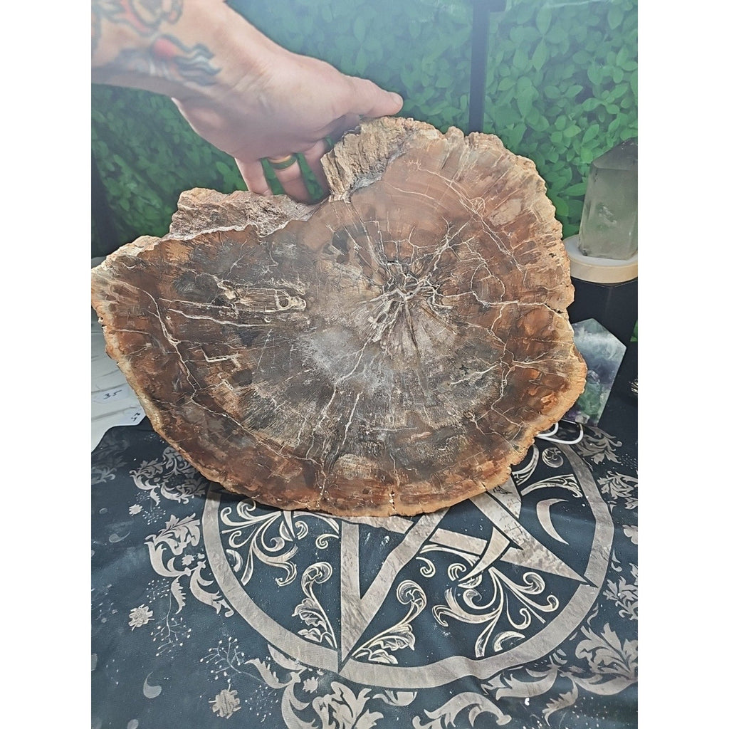 27.3 lb Fossil Wood Quartz Hedgehog Sculpture — Artisan Mineral Statement Piece | CrystalCloud Company